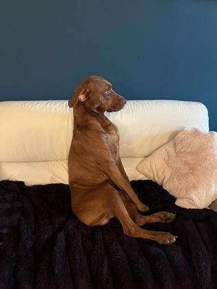An adult large-sized male Mixed Breed dog named Quincy for adoption in Atlanta, GA