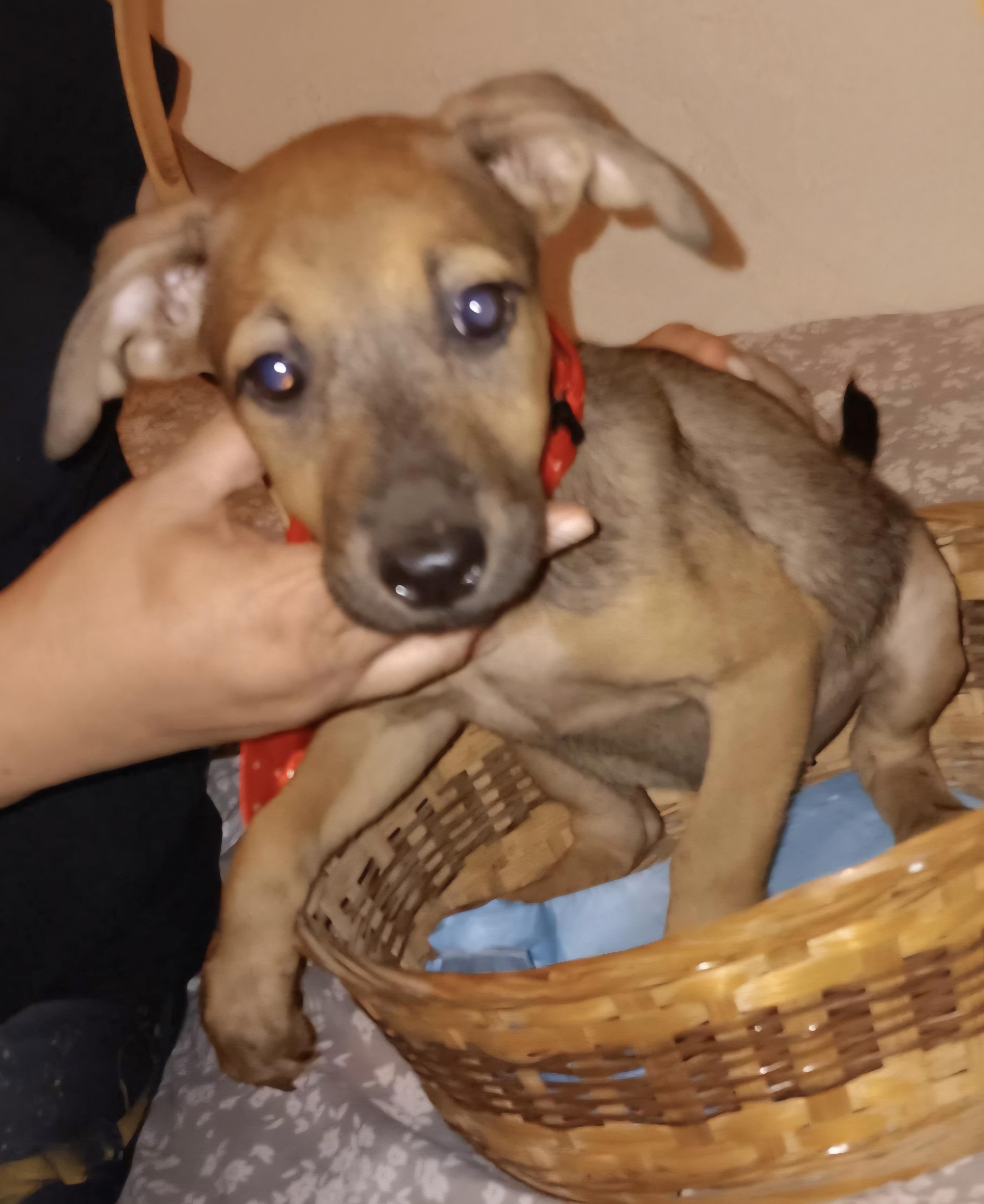 Cuddles "i Am Ready!"