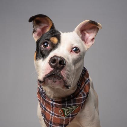 An adult medium-sized male Mixed Breed dog named Caspian for adoption in Atlanta, GA