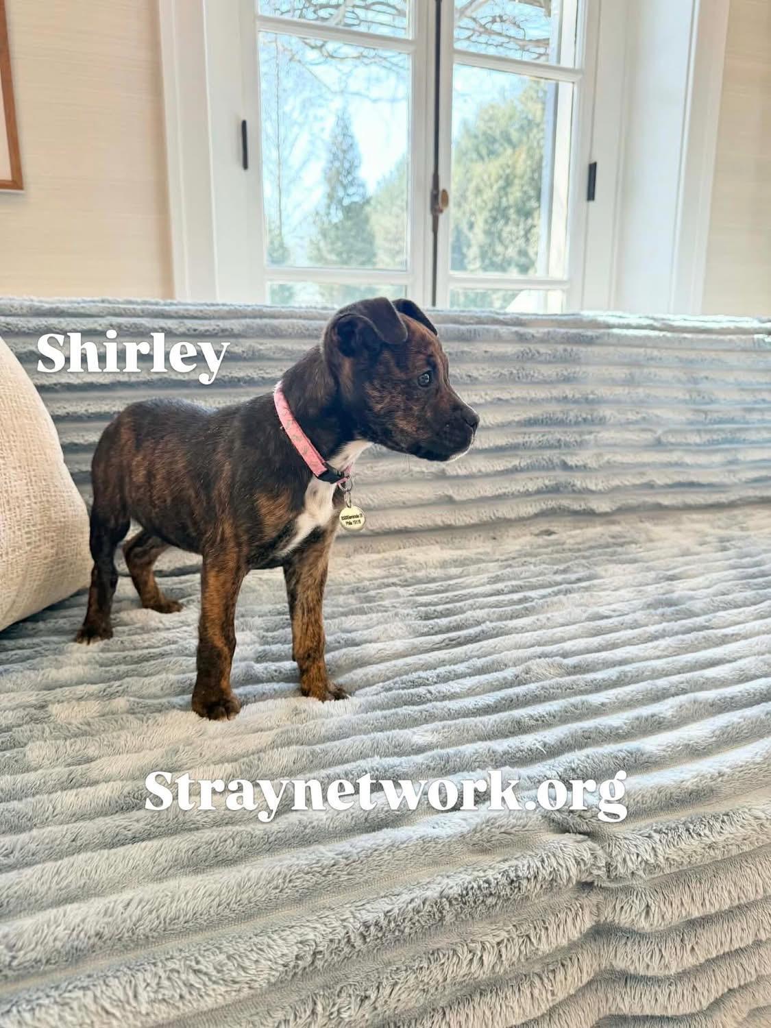 Shirley