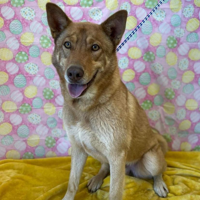 An adult medium-sized male Brown / Chocolate German Shepherd Dog dog named Nanook for adoption in Snyder, TX