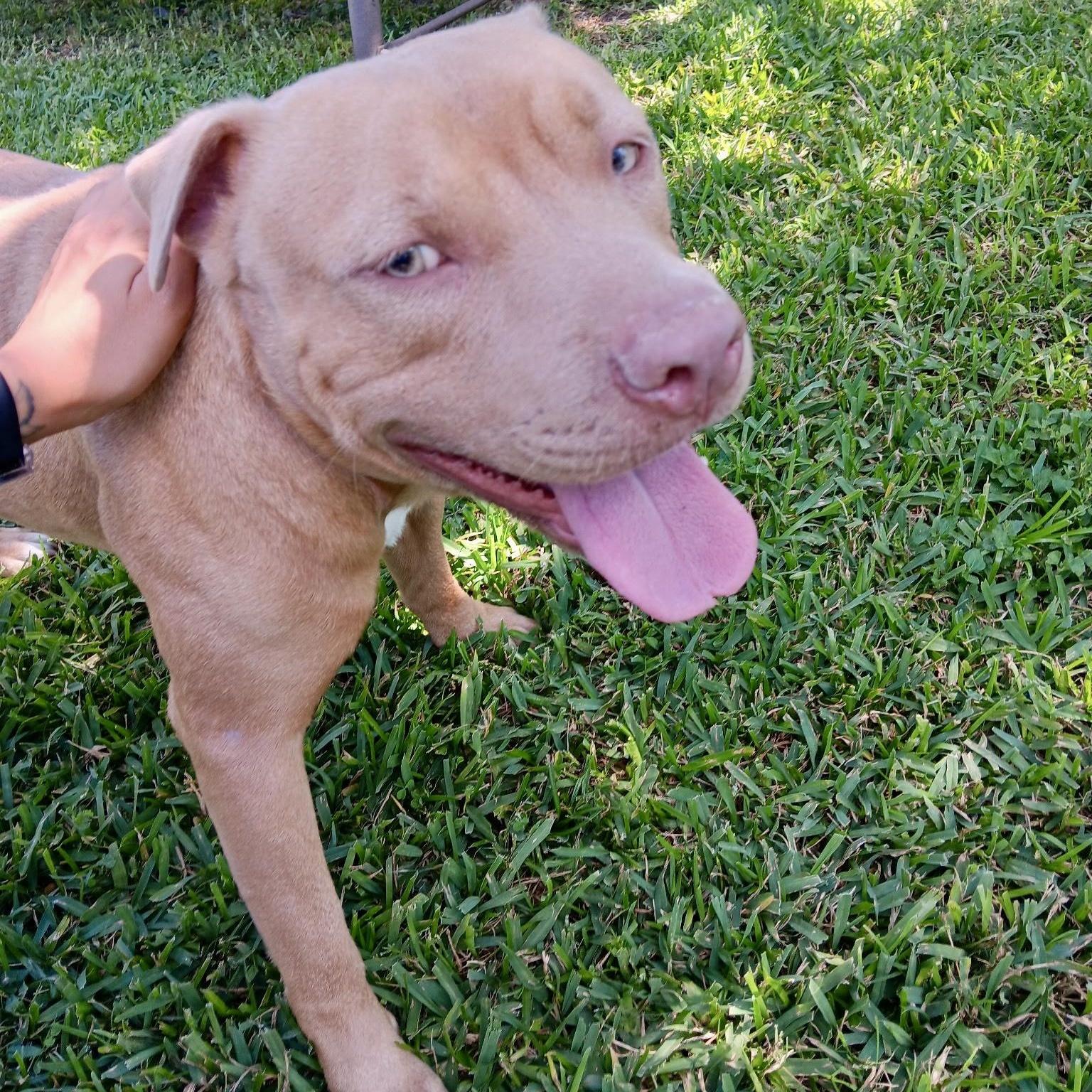 A young medium-sized male Apricot / Beige American Staffordshire Terrier dog named Bubs for adoption in Houston, TX