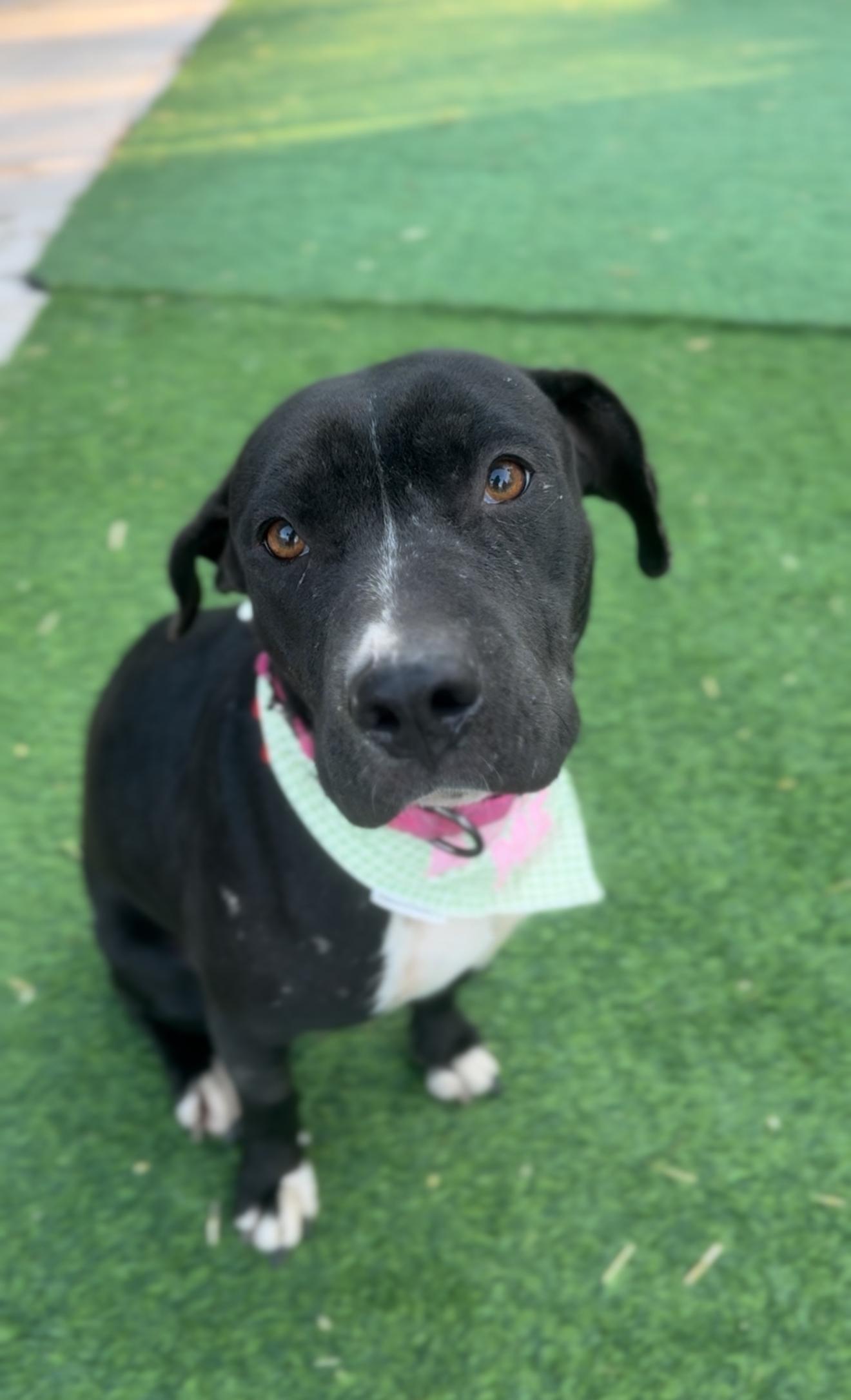 A young medium-sized female Black American Staffordshire Terrier dog named Nova for adoption in Houston, TX