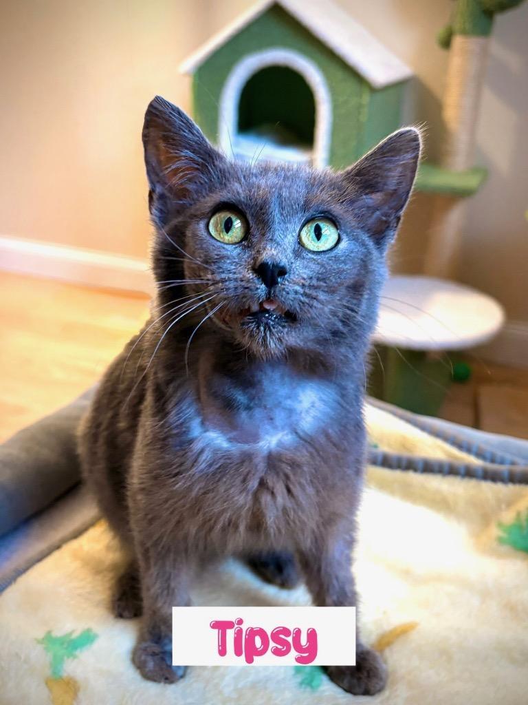 Tipsy