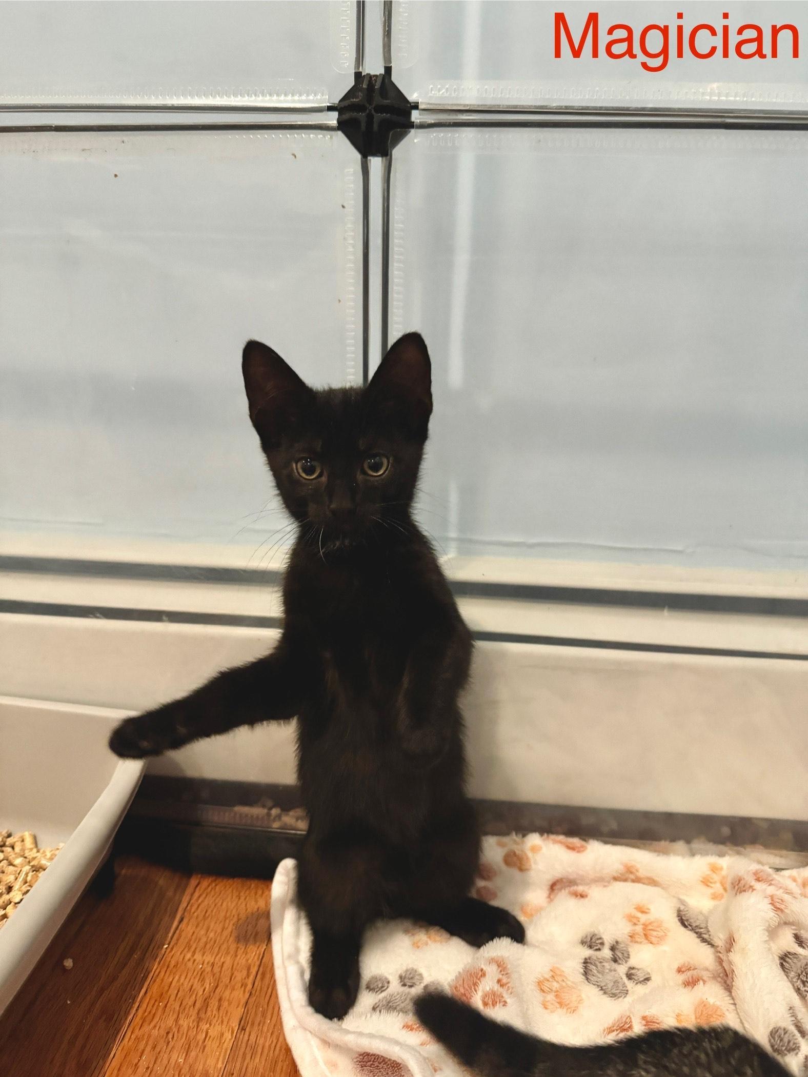 Magician Circus Baby