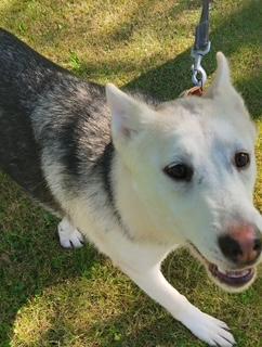 A young medium-sized male Shepherd dog named Voodoo Ranger for adoption in Sumter, SC