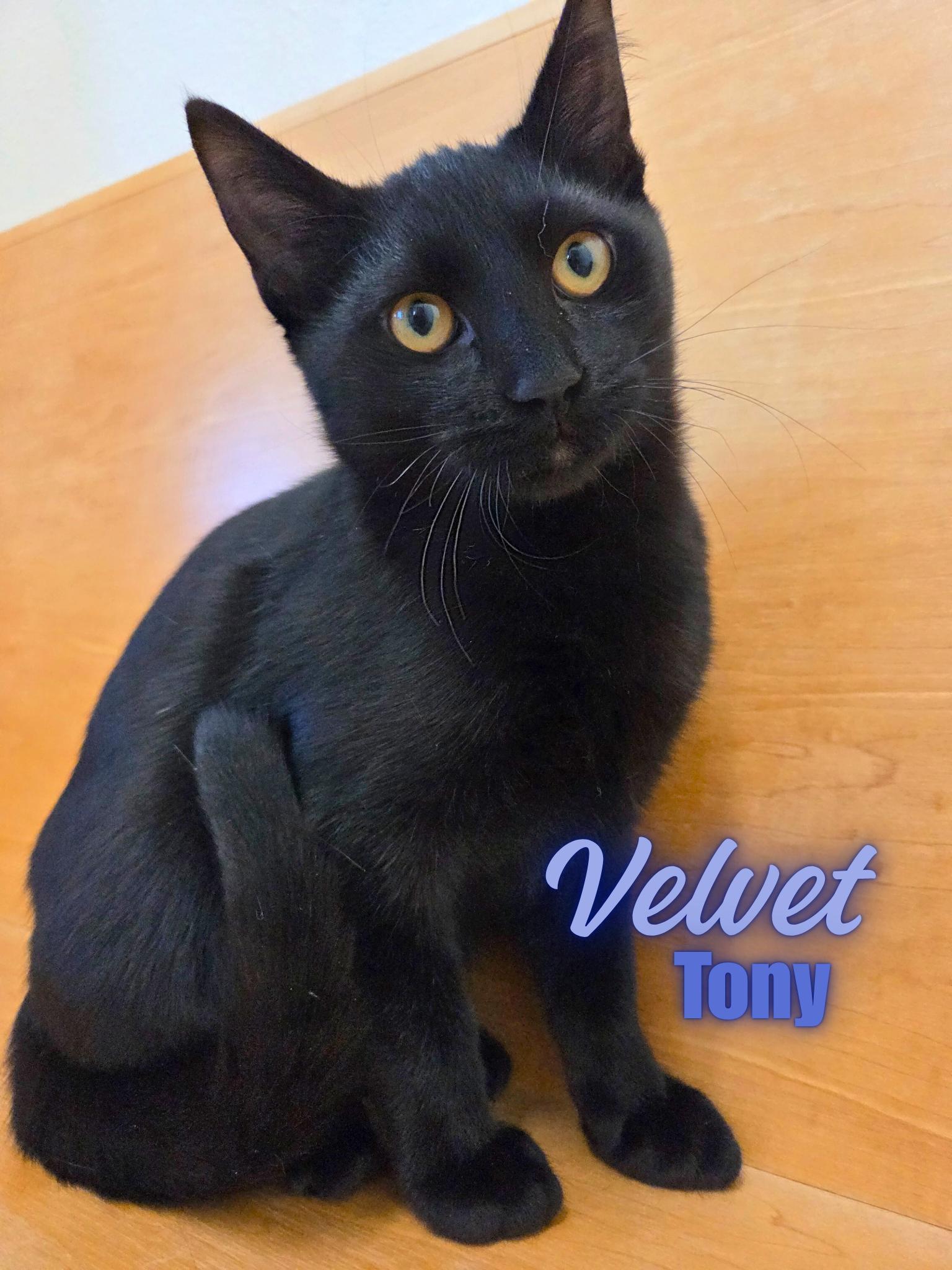 Velvet Tony photo 1