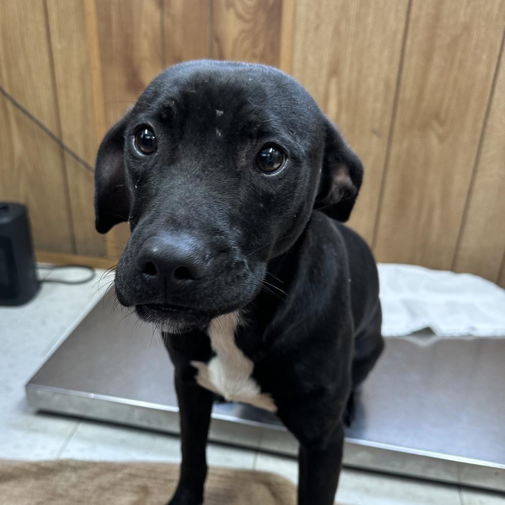 A young medium-sized male Black Mixed Breed dog named Bilbo Waggins for adoption in Columbiana, AL
