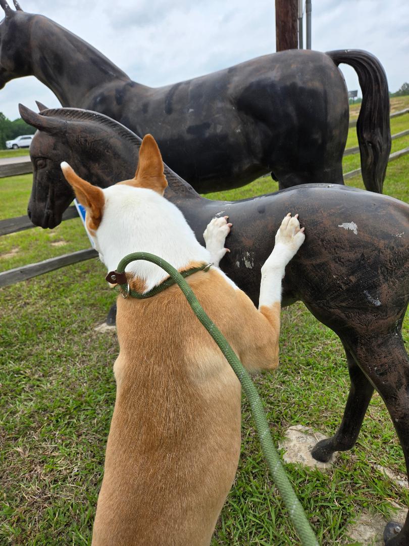 An adult medium-sized male Apricot / Beige American Staffordshire Terrier dog named Rudy for adoption in Houston, TX