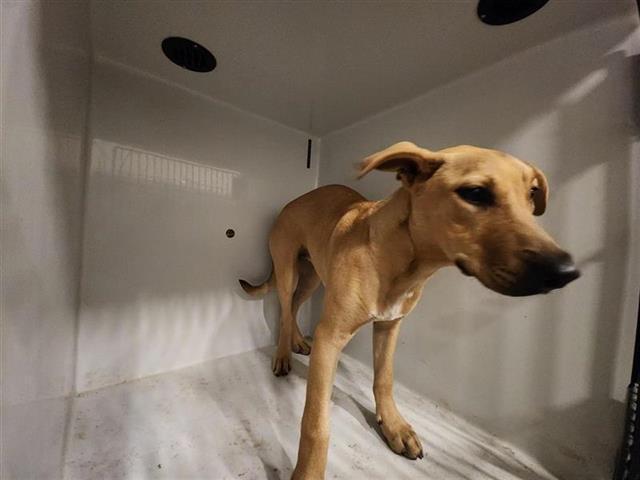 A young medium-sized female Pit Bull Terrier dog named Brenda for adoption in Houston, TX