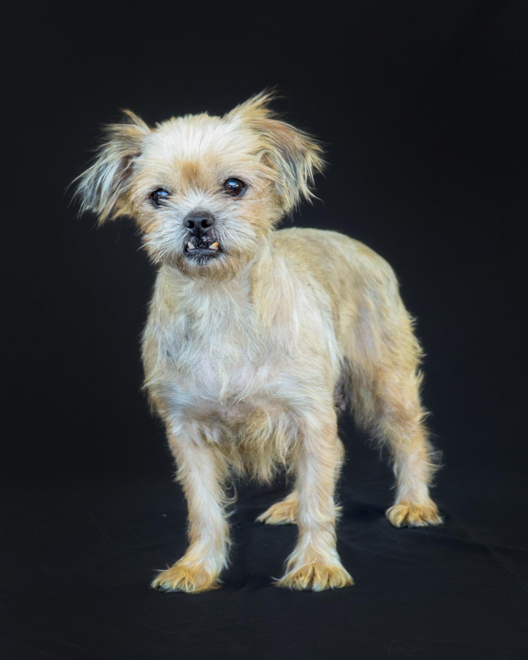 An adult small-sized female Apricot / Beige Shih Tzu dog named Lilly Rose for adoption in North Granby, CT