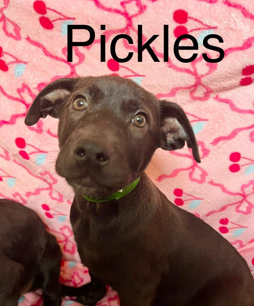 Pickles