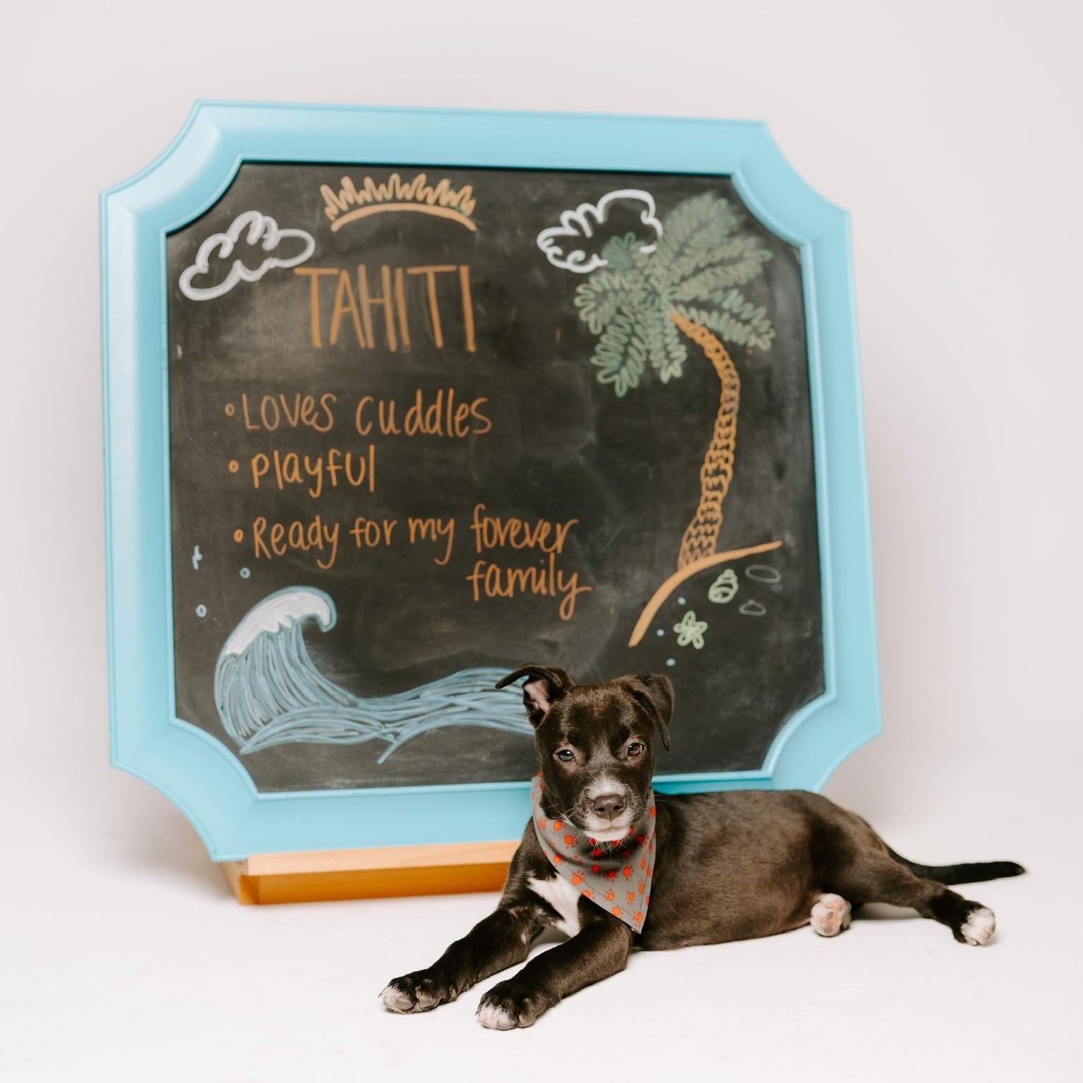 A young medium-sized female Black Pit Bull Terrier dog named Tahiti for adoption in Spring, TX