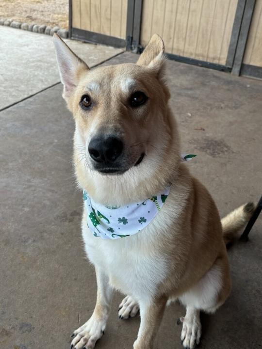 A young large-sized male German Shepherd Dog dog named Dizzy for adoption in Greeneville , TN