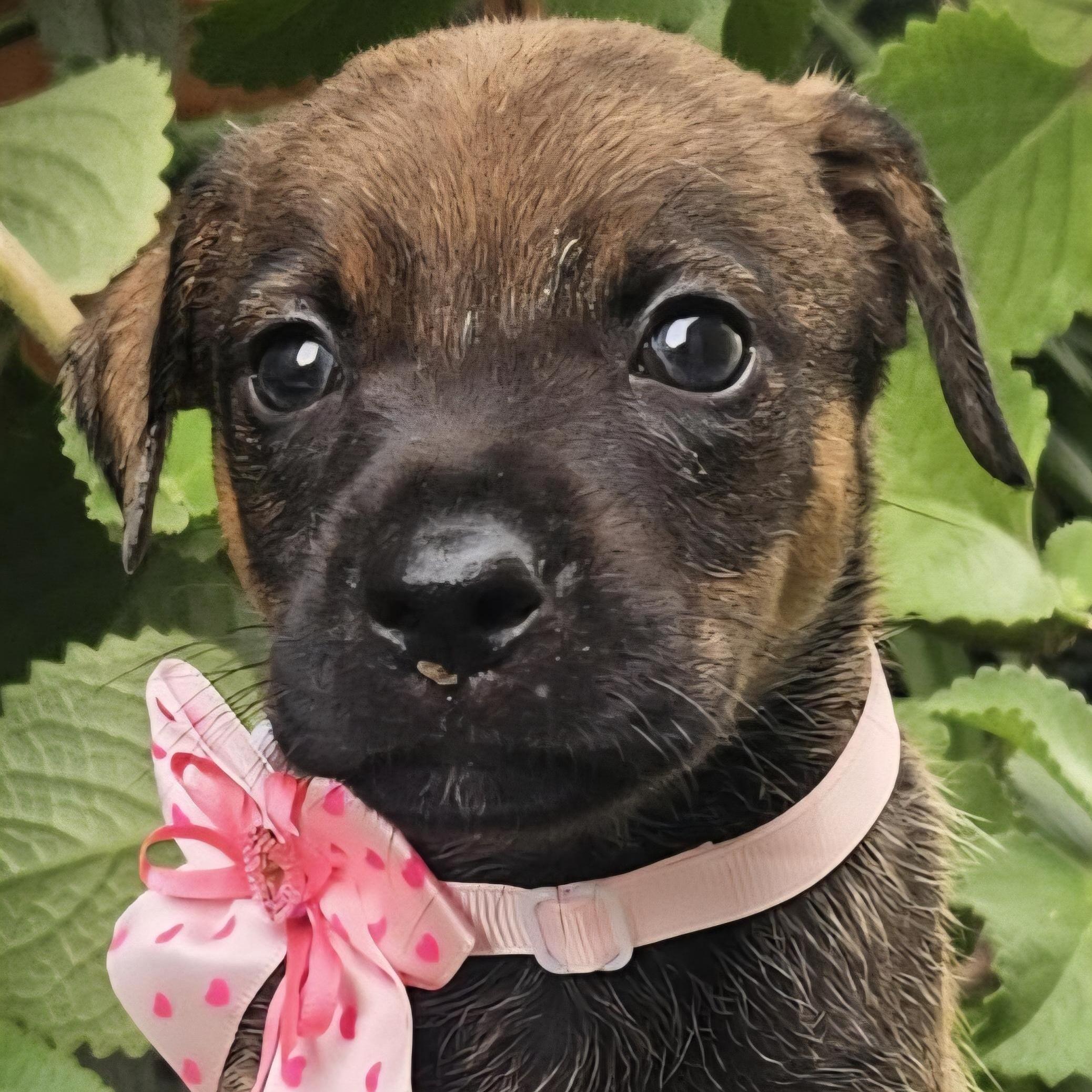 Ava Bambina "the Hug