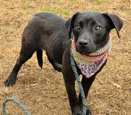 A young medium-sized male Labrador Retriever dog named Dino $ for adoption in Seneca, SC