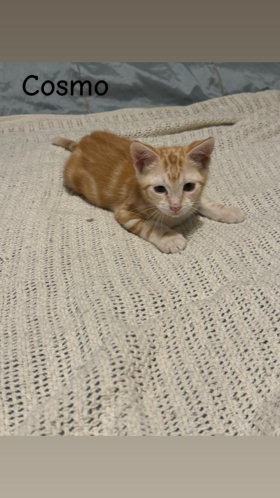 Cosmo