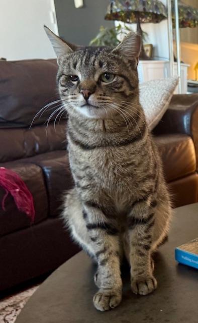 A young medium-sized male Tabby (Gray / Blue / Silver) Tabby cat named Merlin for adoption in New York, NY