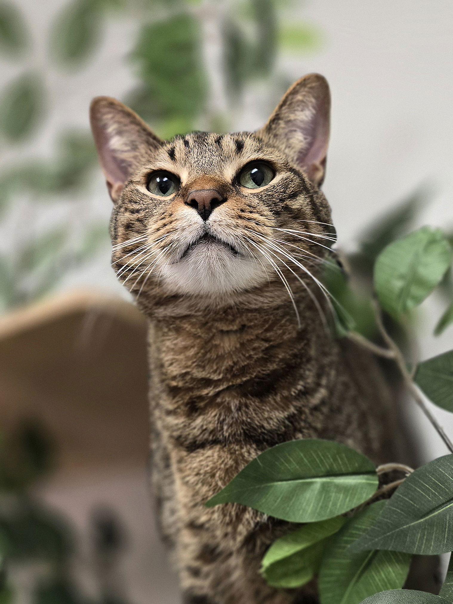 An adult medium-sized male Tabby cat named Sammy for adoption in Locust Grove, GA