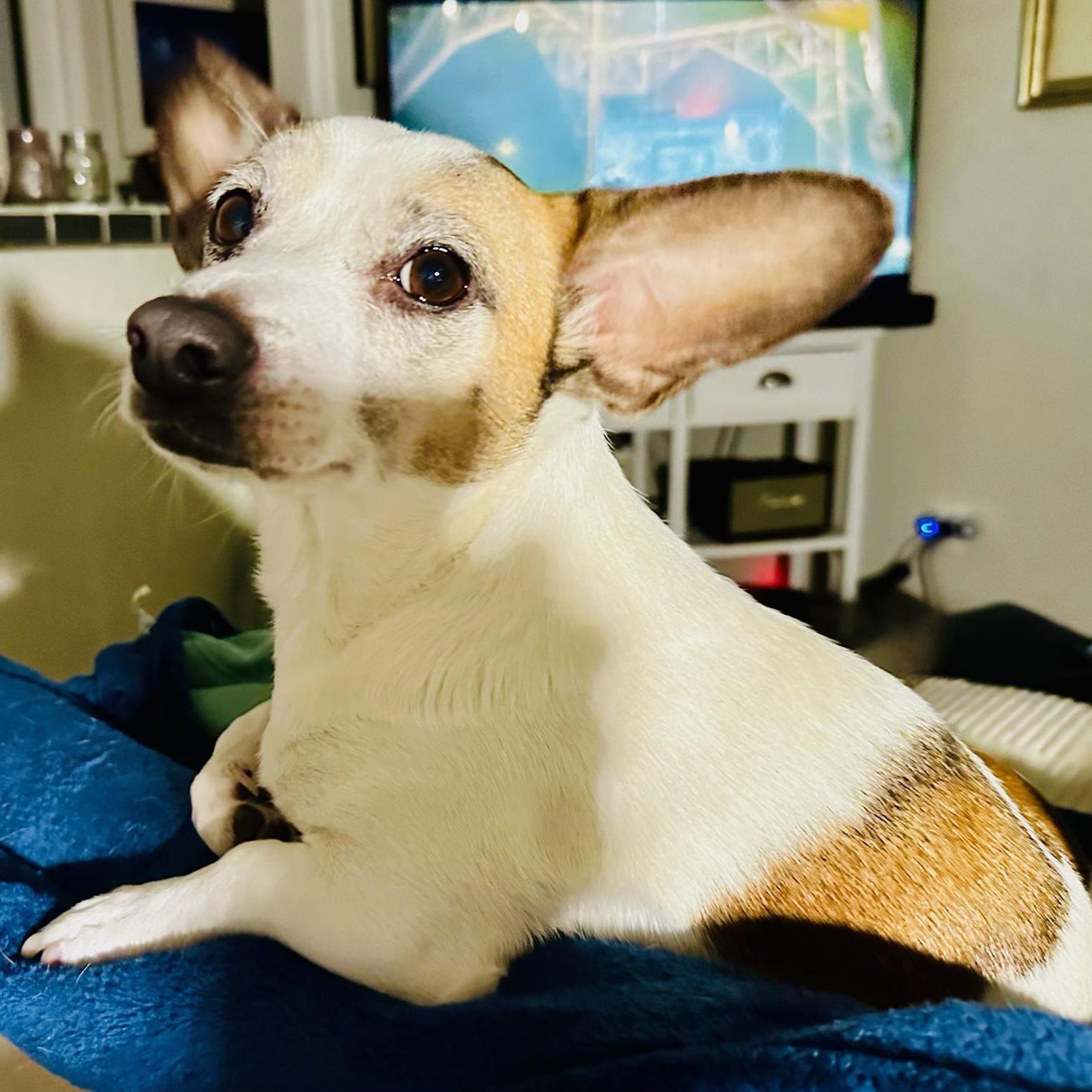 Buddysweet Shyer Guy!