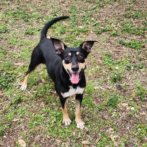 Toridog Of The Month!