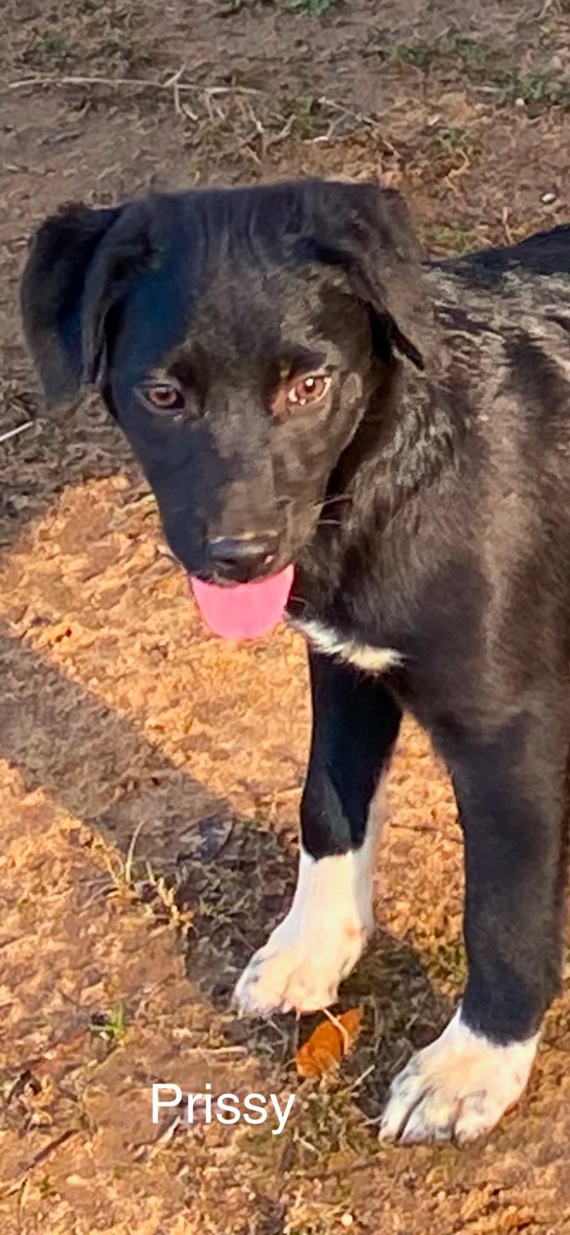 Prissy Sponsored Fee