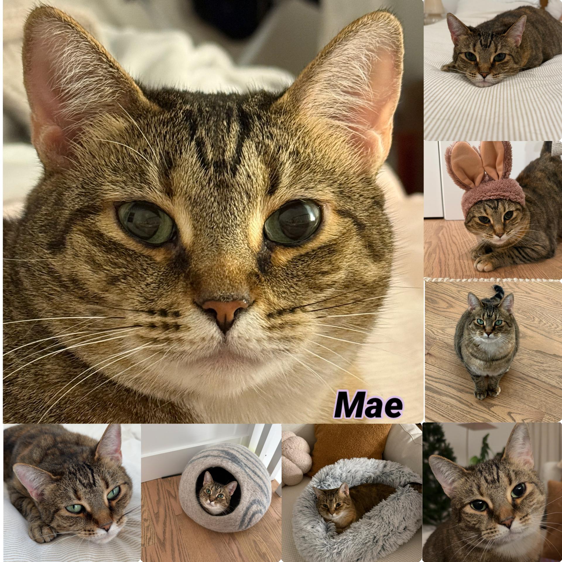 Mae