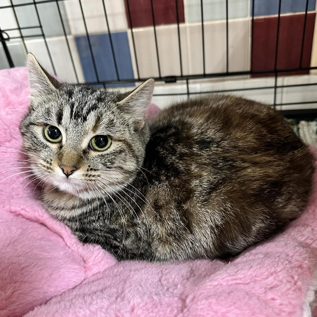 A young medium-sized female Brown / Chocolate Domestic Short Hair cat named Vogue Sullivan Pet Sense for adoption in Union, MO