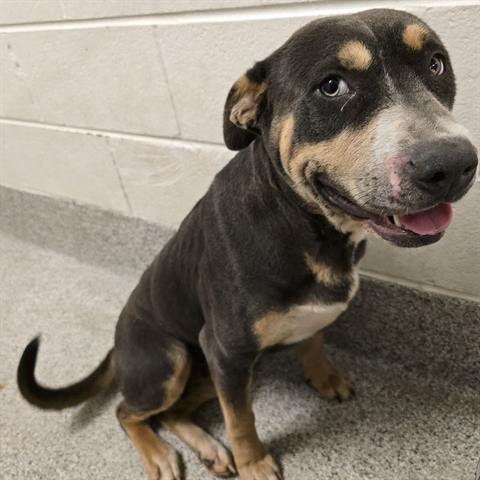 An adult medium-sized female Pit Bull Terrier dog named Louisa for adoption in Houston, TX