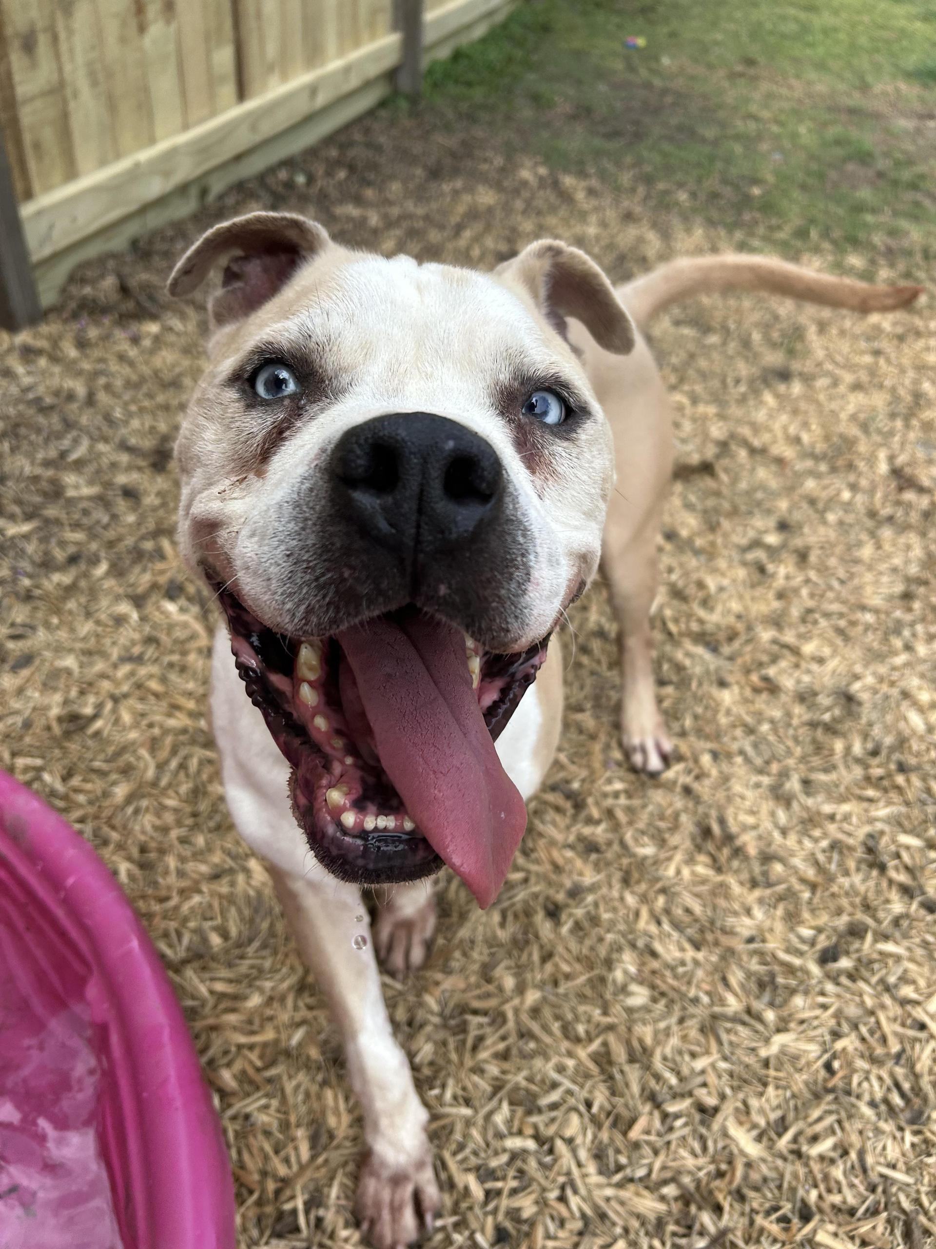An adult large-sized male Apricot / Beige Pit Bull Terrier dog named Hobbes for adoption in Pearland, TX