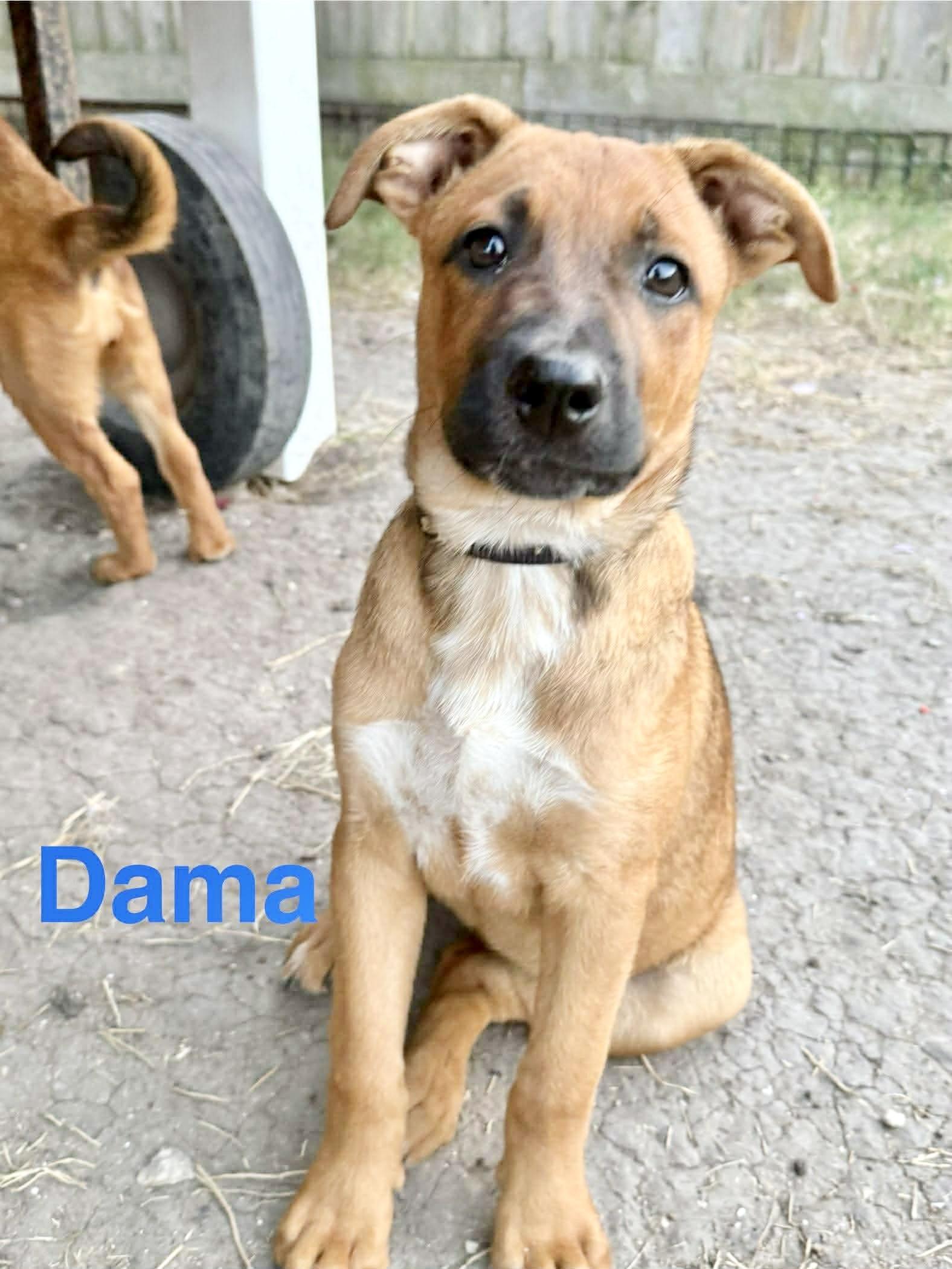 Dama