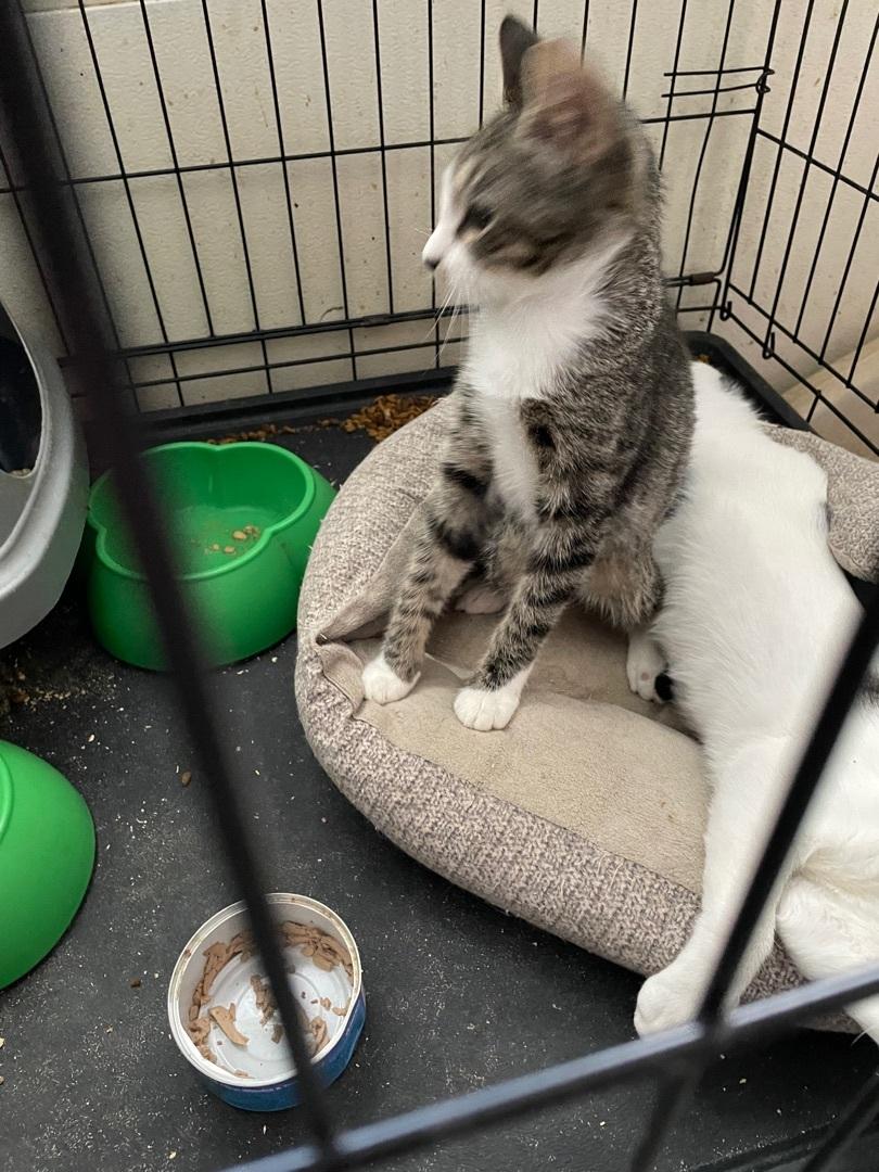 Sassy Aka Sassifrass