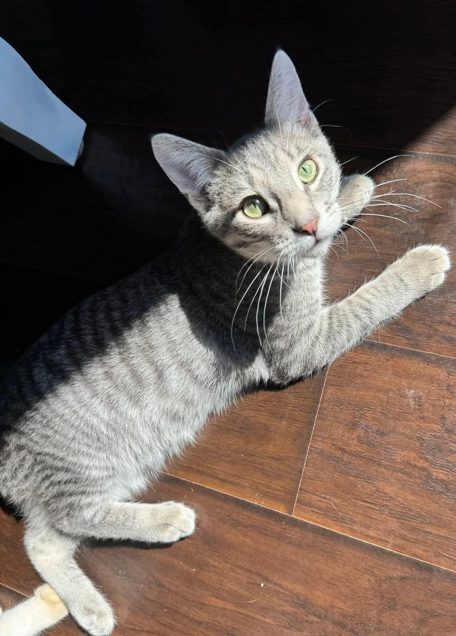 A young medium-sized male Tabby cat named Hershey for adoption in Minneapolis, MN