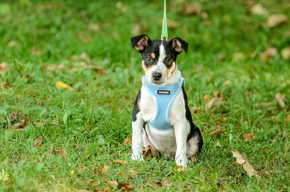 A baby medium-sized male Hound dog named Ronny for adoption in Brick, NJ
