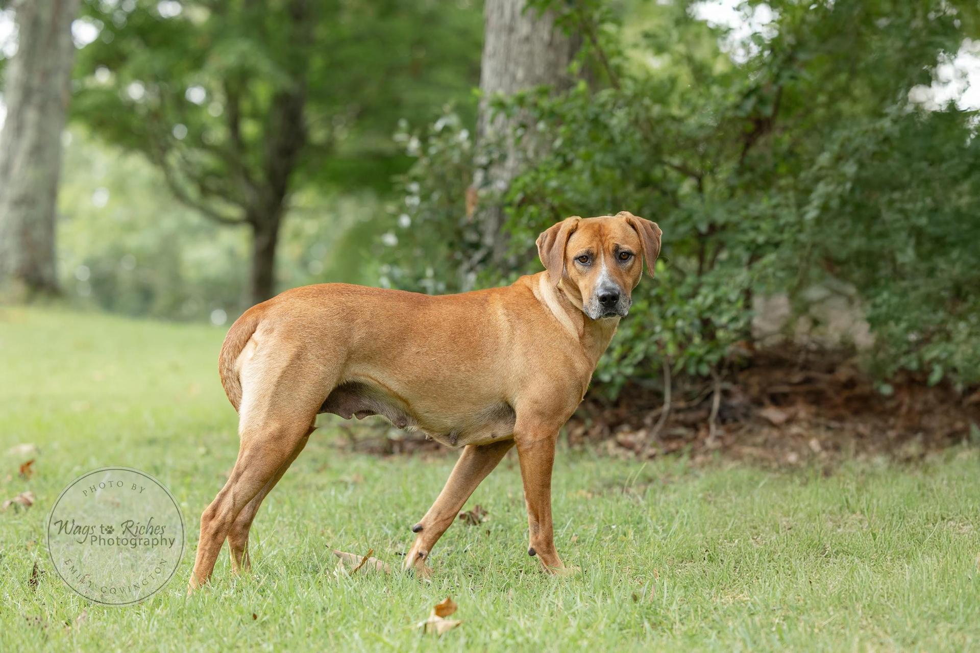 An adult large-sized female Golden Labrador Retriever dog named Reba for adoption in Tuscaloosa, AL