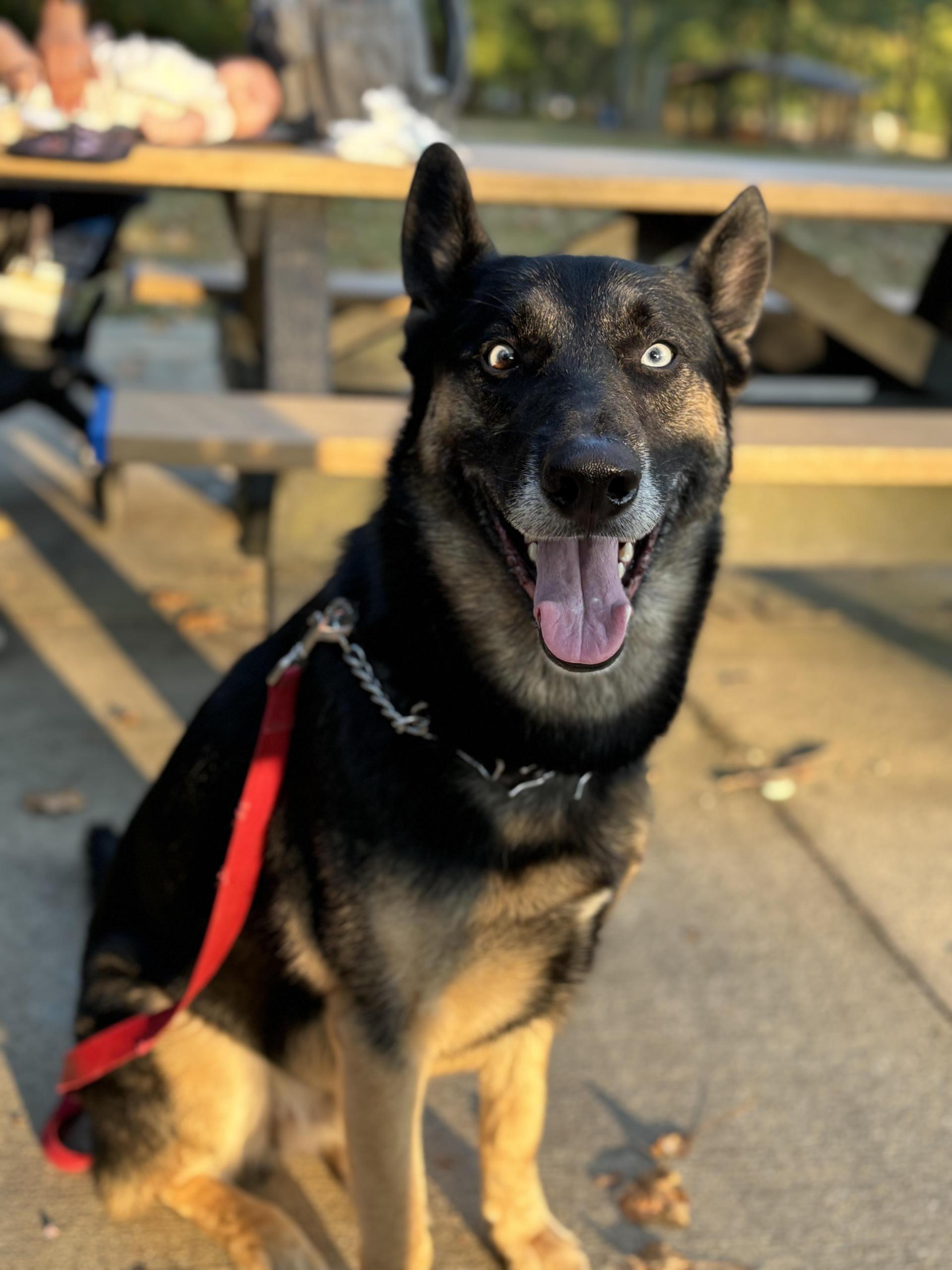 A young large-sized male Brown / Chocolate German Shepherd Dog dog named Koda for adoption in Bristol, TN