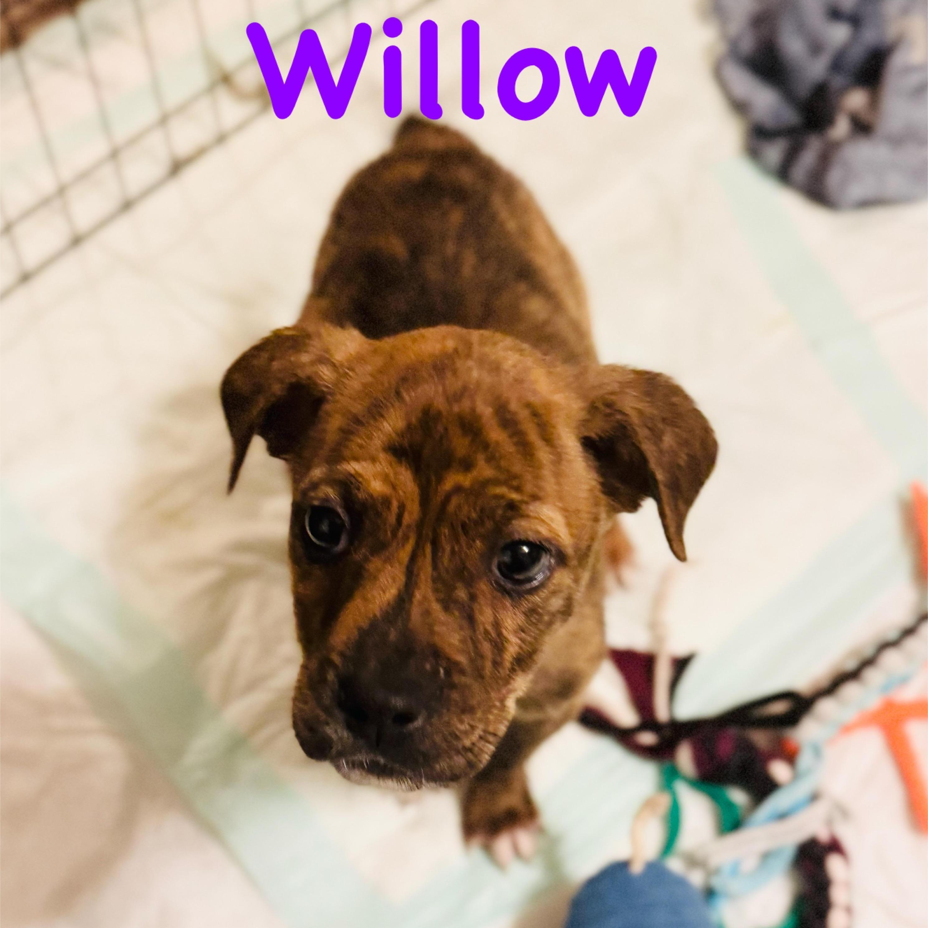 Willow
