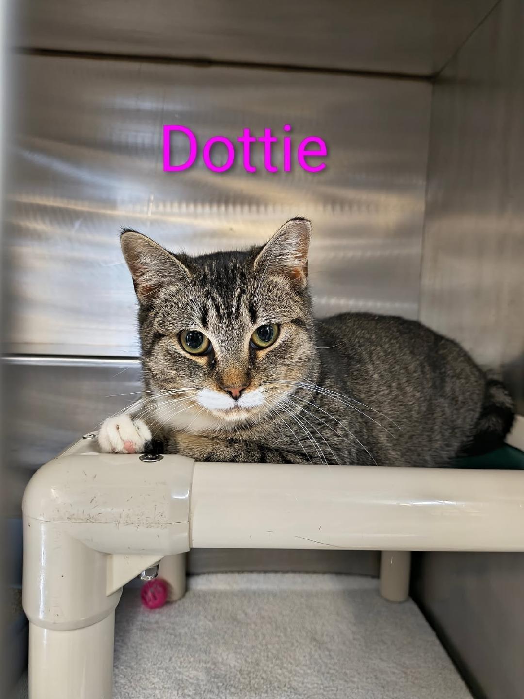 Dottie
