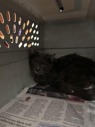 An adult large-sized male Domestic Short Hair cat named Charles for adoption in Atlanta, GA