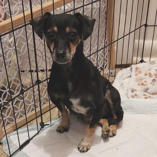 Snickerdoodle photo 1