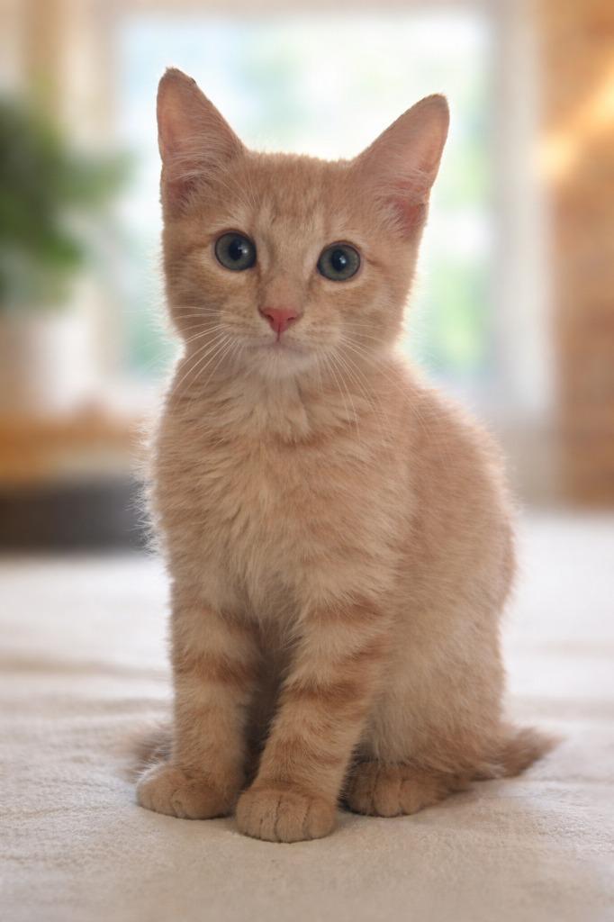 Shorty Mcbutterpants