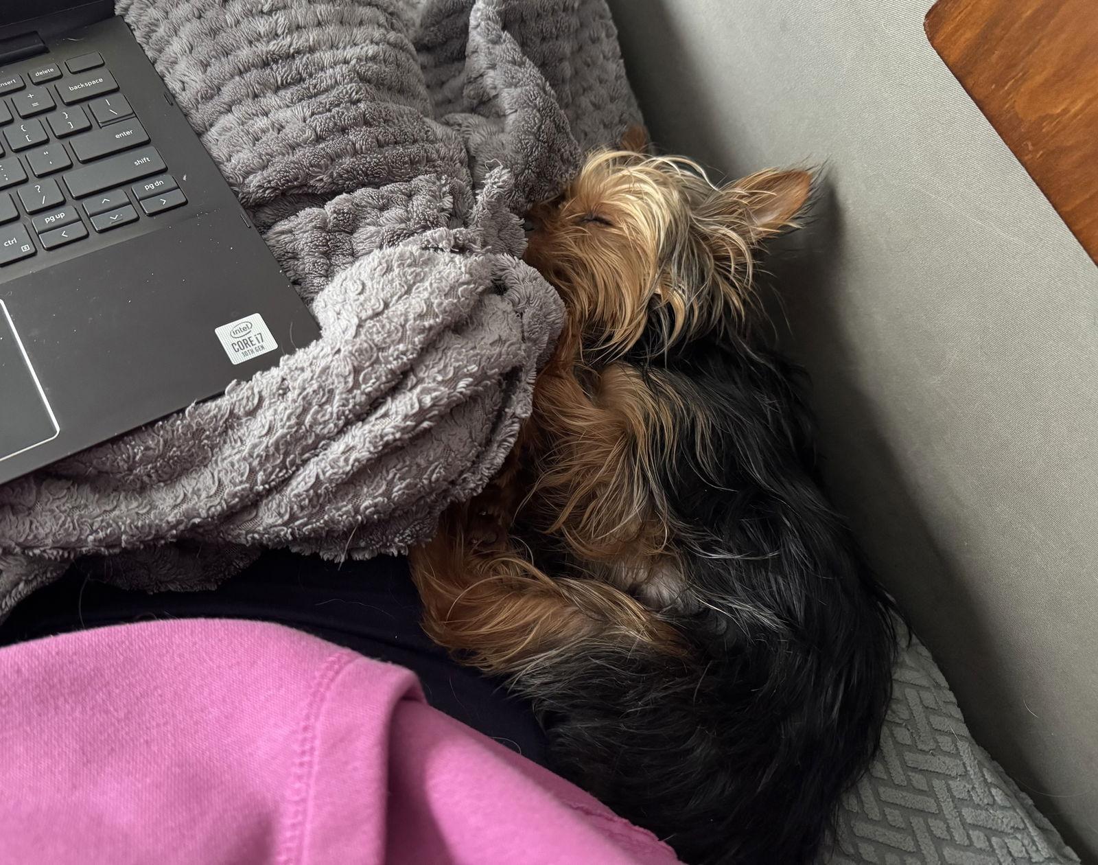 A young small-sized male Yorkshire Terrier dog named Beau D for adoption in minneapolis, MN
