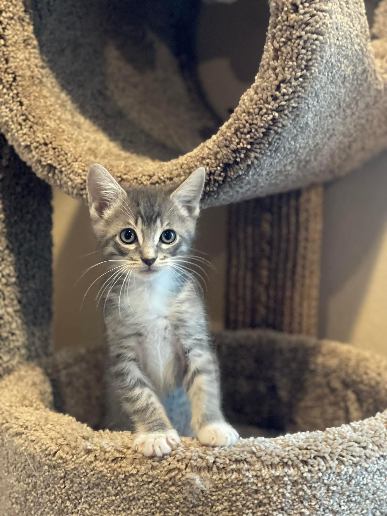 Marmalade Affectionate And