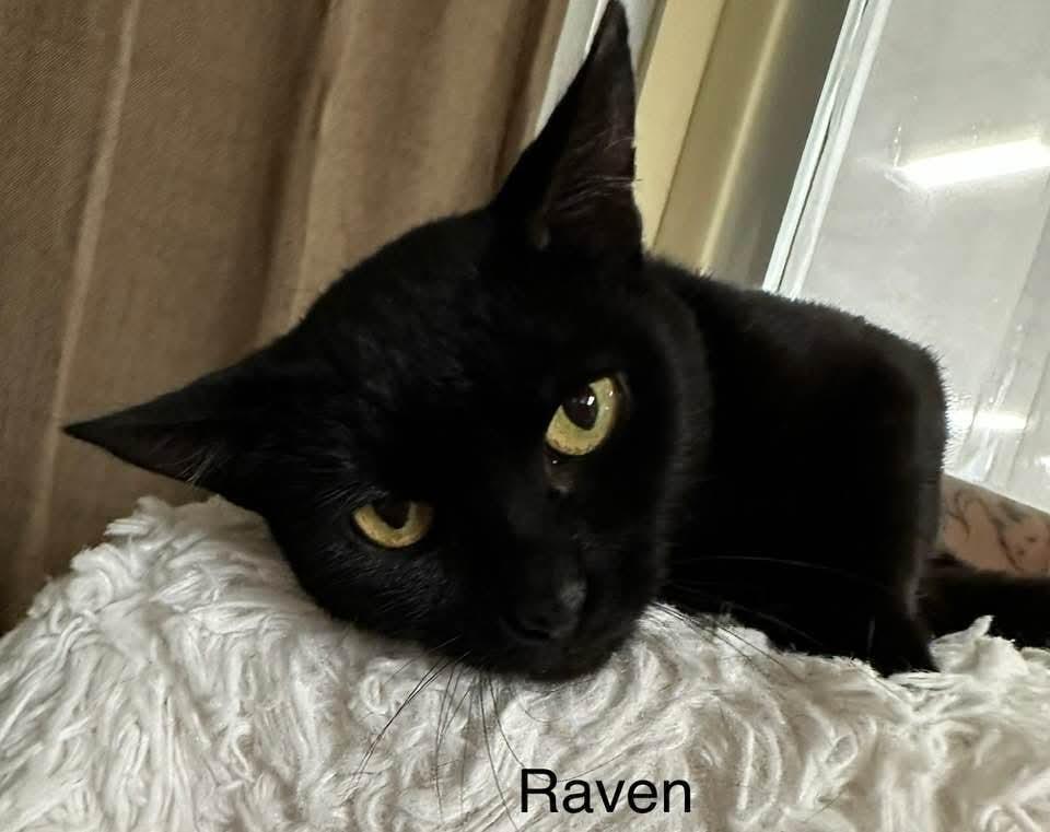 Raven