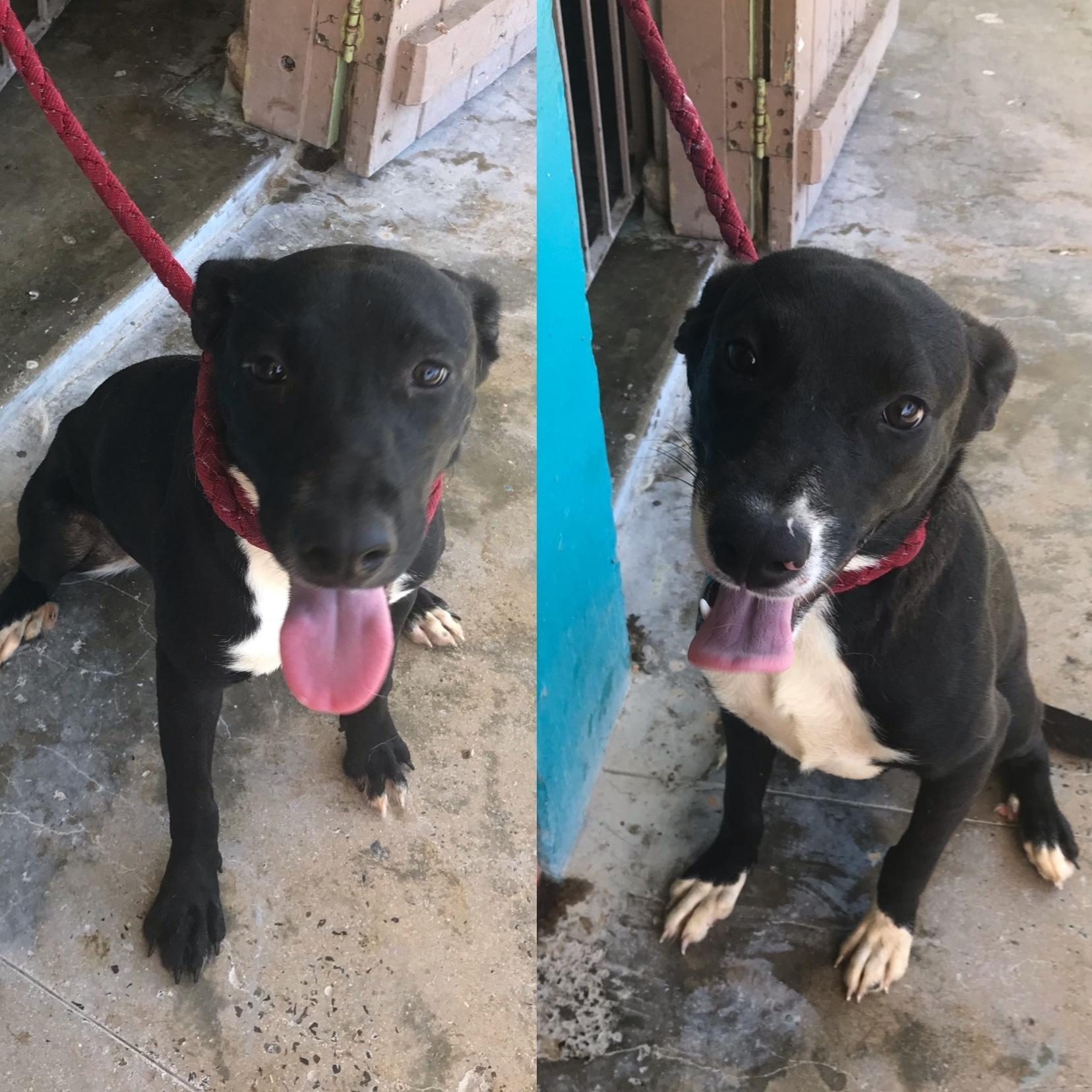 A young medium-sized female Black Labrador Retriever dog named Miroky for adoption in San Juan, PR