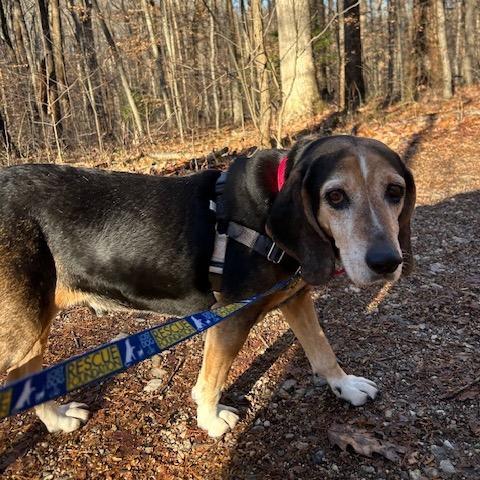 Copper Brown photo 1