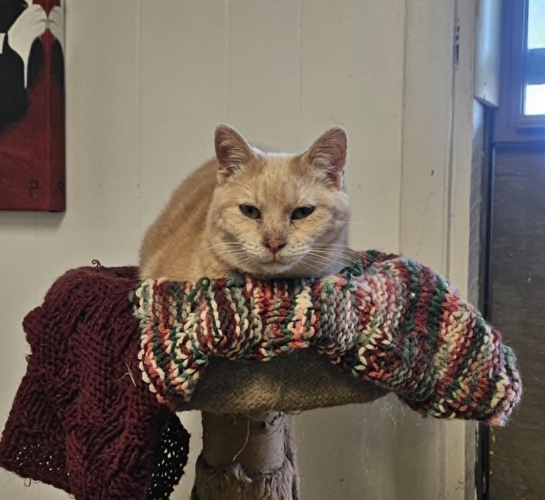 An adult medium-sized female Buff / Tan / Fawn Domestic Short Hair cat named Cashew for adoption in Wapakoneta, OH