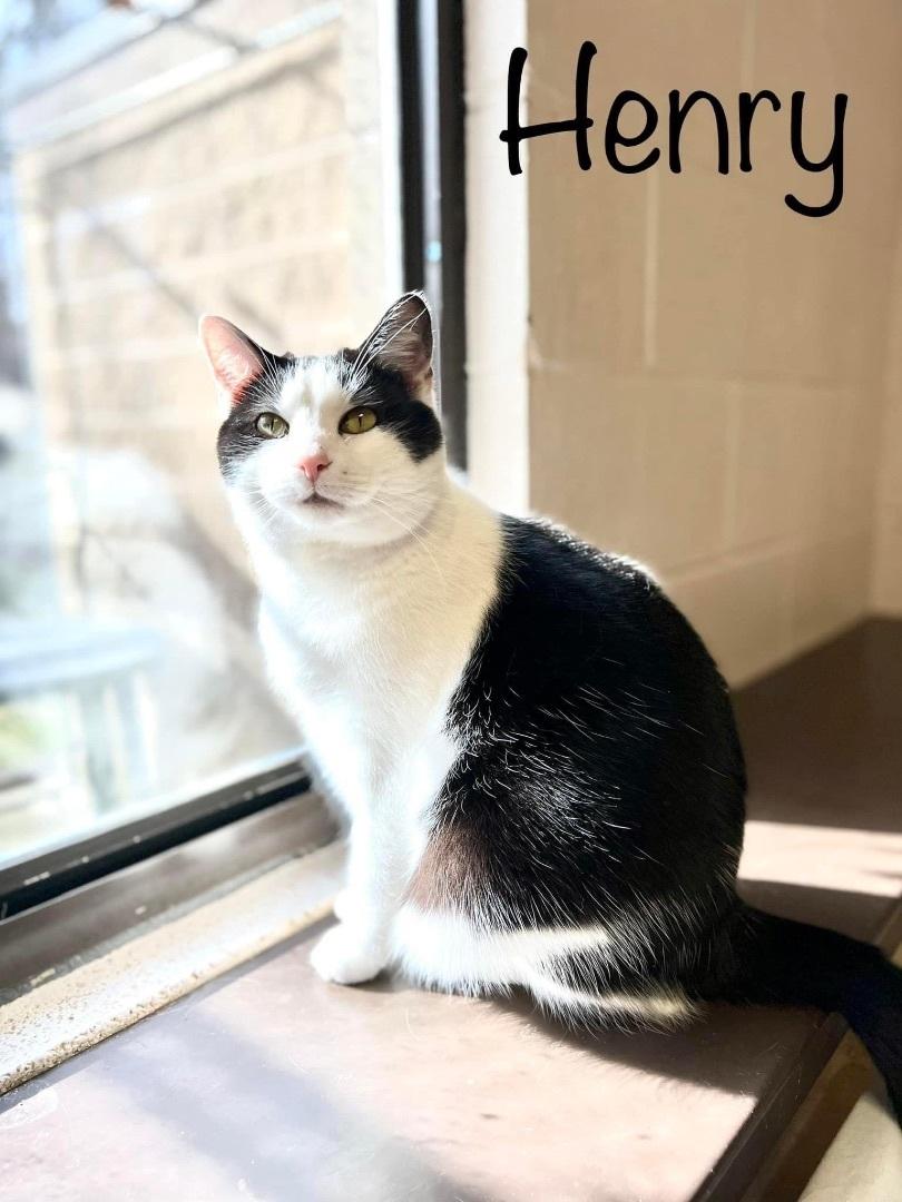 An adult medium-sized male Black & White / Tuxedo Domestic Short Hair cat named Henry for adoption in Springfield, OH