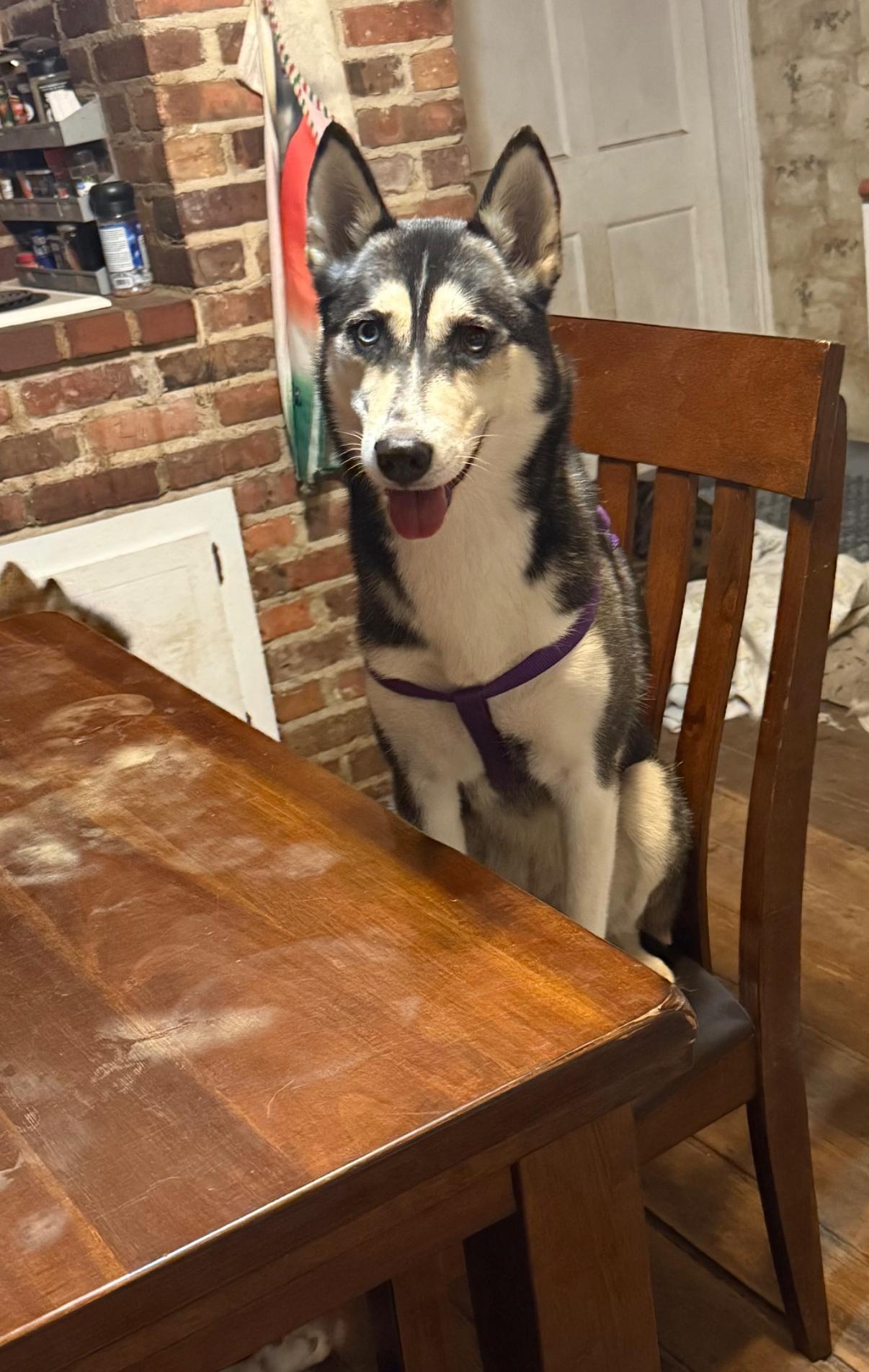 An adult medium-sized female Siberian Husky dog named Lola for adoption in Sumter, SC
