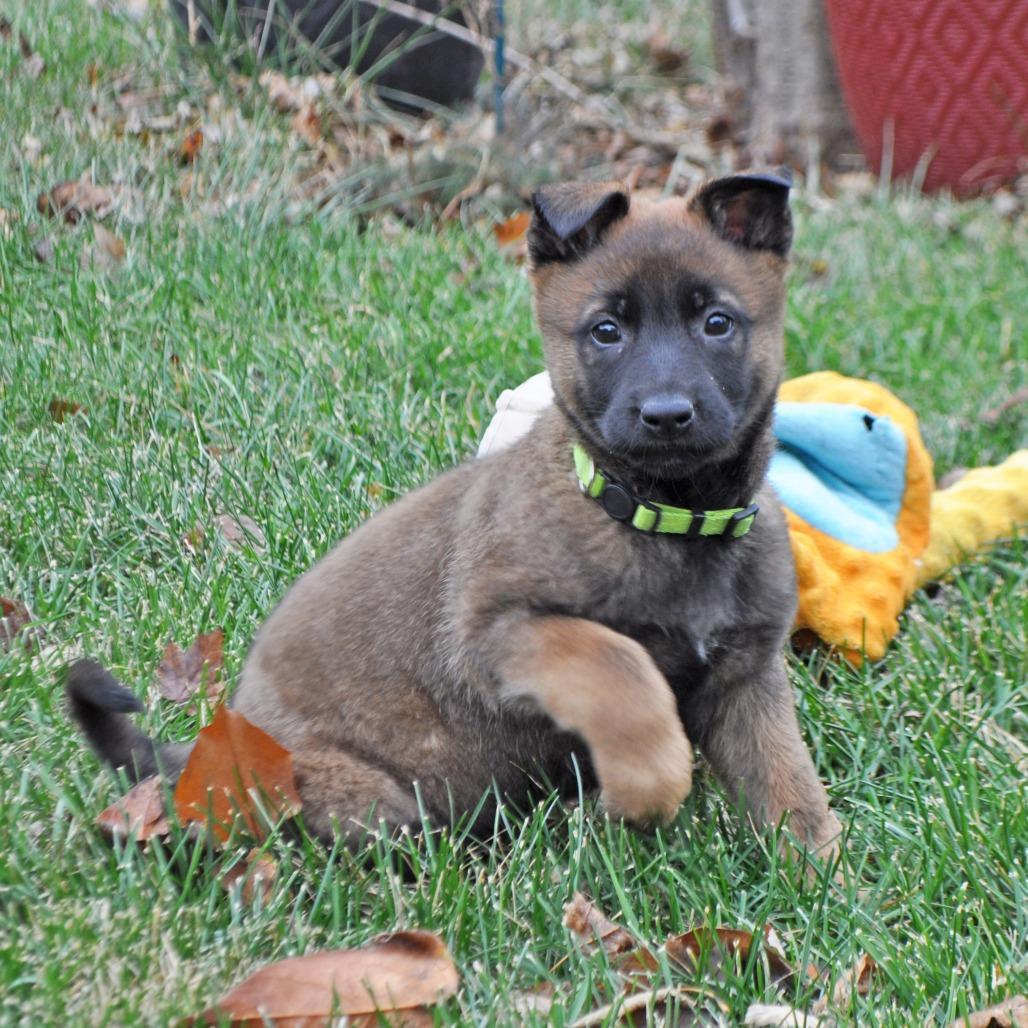 A baby small-sized female Black German Shepherd Dog dog named Georgia for adoption in Van Horne, IA